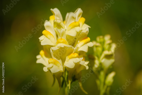 Common Toadflax yellow flower photo