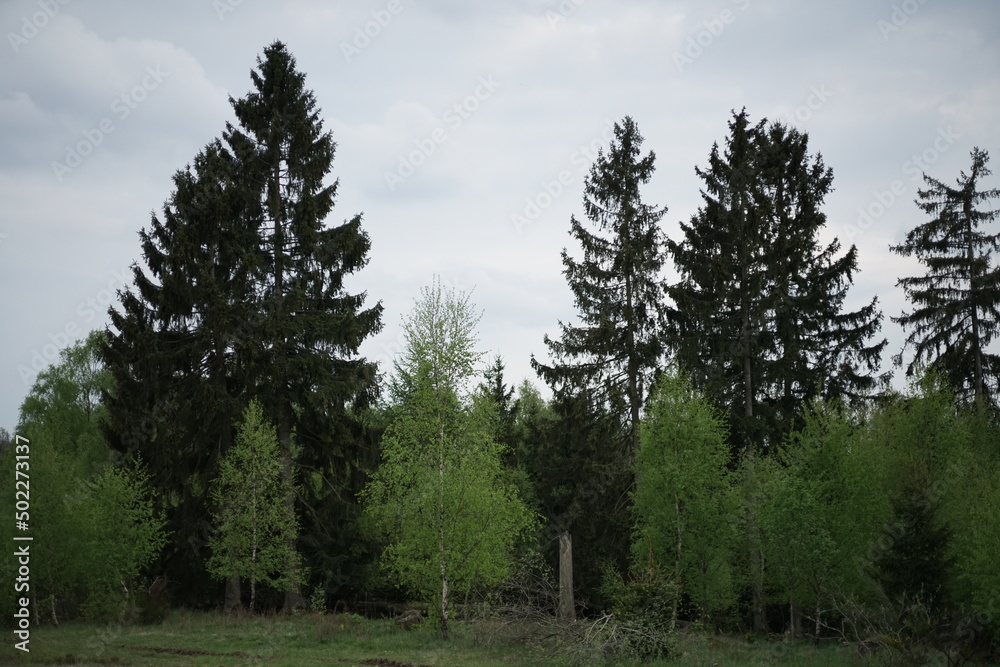 Mischwald aus Fichten und Birken, Wald im Frühling, Mai auf der Heide und wachsende Natur Mischwald aus Fichten und Birken, Wald im Frühling, Mai auf der Heide und wachsende Natur