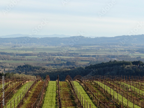Vineyard rows climb over the crest of a hill in Oregon, vivid spring green grass between every other row, a forested hill and valley view in the background.