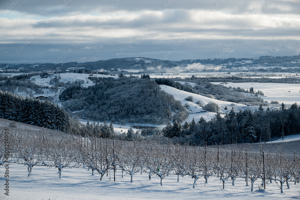 A dusting of winter snow covers the hills and vineyard in this Oregon view, cloudy sky and rows of vines adding texture. 