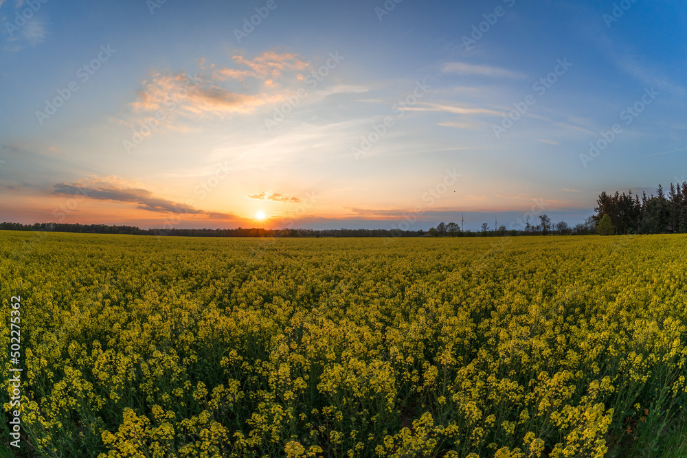 Rape field in the evening and beautiful sunset.