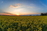 Rape field in the evening and beautiful sunset.