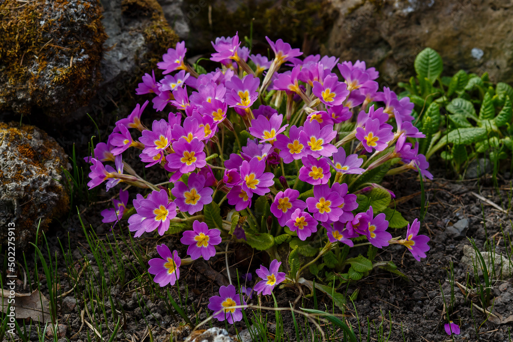 Obraz premium Primrose , or Primula is a genus of plants from the family Primulaceae ( Primulaceae ) of the order Heather ( Ericales )
