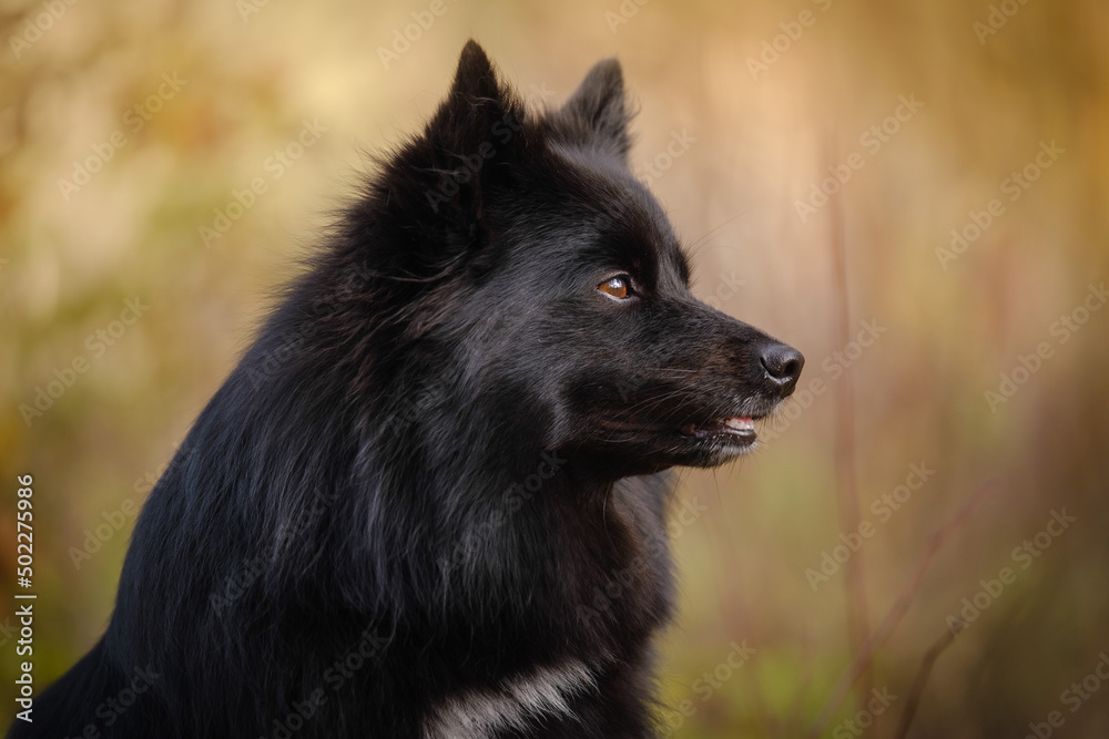 Black medium German spitz dog Black medium German spitz dog