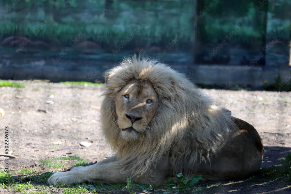 White lions brought from Kharkov to Odessa. Kharkiv was heavily bombed by Russian rockets. White lions brought from Kharkov to Odessa. Kharkiv was heavily bombed by Russian rockets.