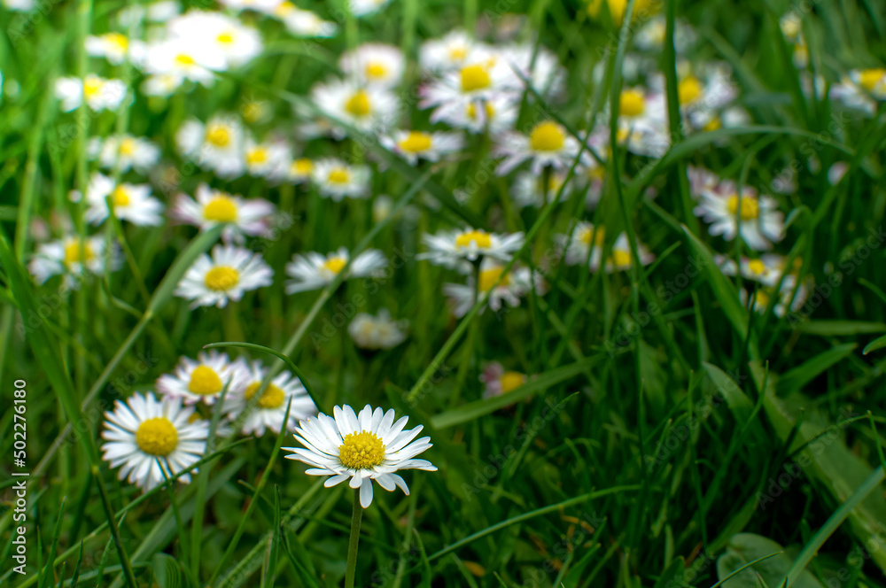 Common daisy, Bellis perennis, spring flowers Common daisy, Bellis perennis, spring flowers