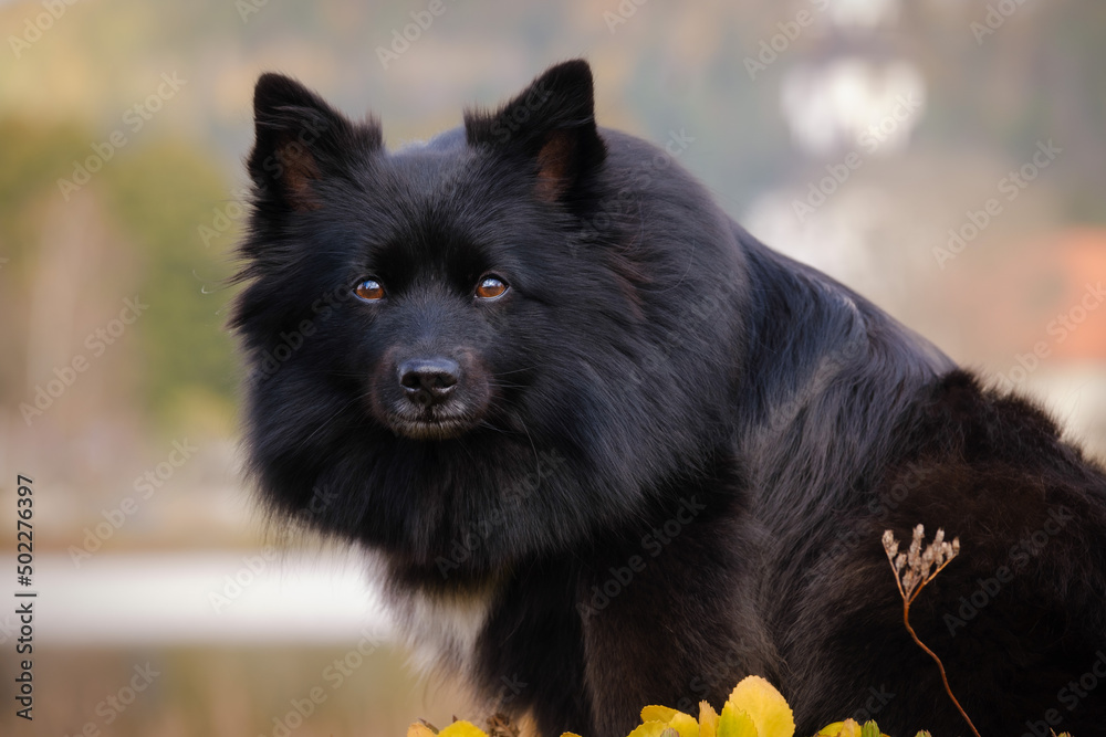 Black medium German spitz dog