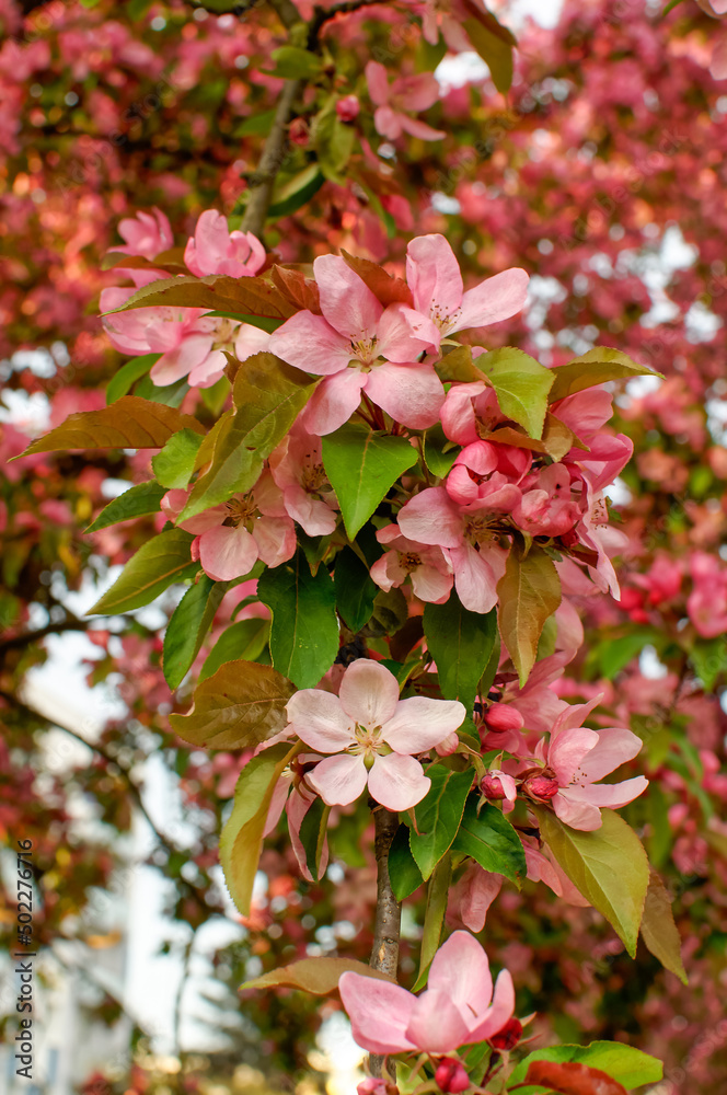 Paradise apple tree with white and pink flowers Paradise apple tree with white and pink flowers