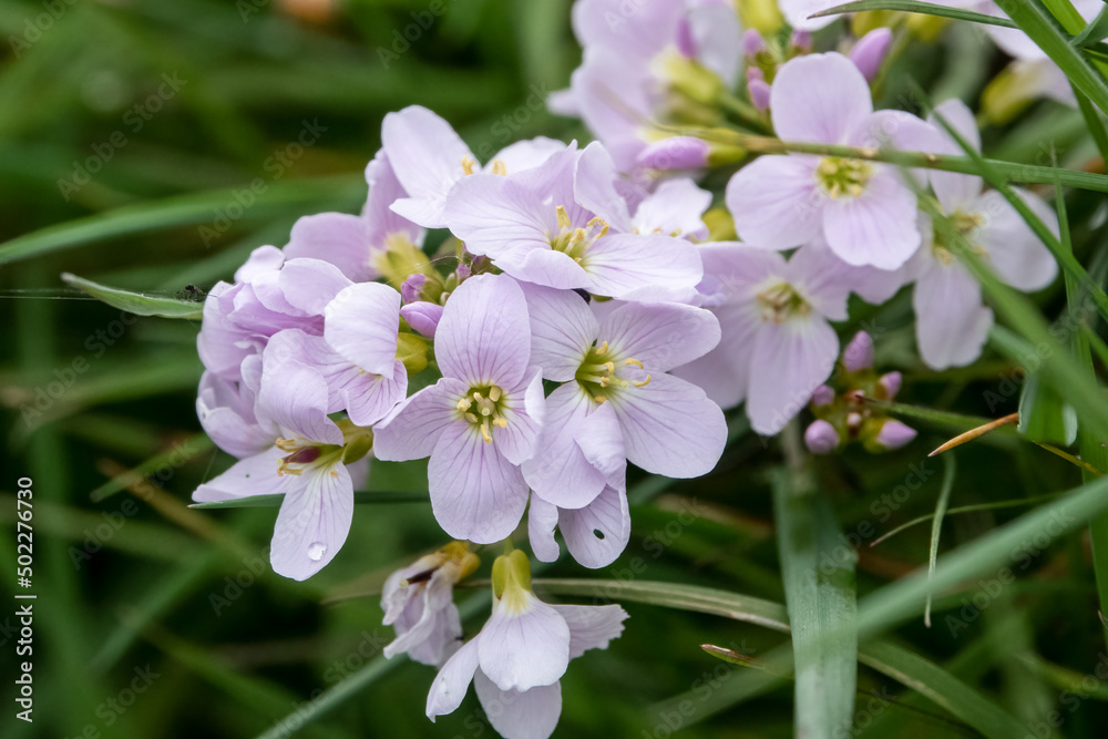 closeup in spring sunshine of light pink cuckooflower heads (Cardamine pratensis) closeup in spring sunshine of light pink cuckooflower heads (Cardamine pratensis)