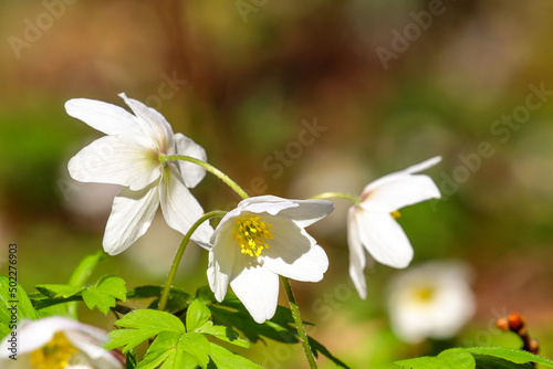 Fototapeta Naklejka Na Ścianę i Meble -  Аnemone nemorosa. Wood anemone, flower in the forest close up