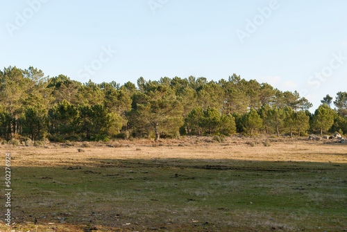 Valokuva Pine forest with firebreaks, young pines with a clear sky and firebreaks in the