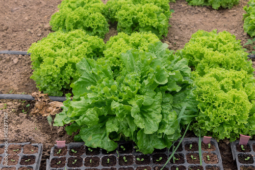 Organic fresh green lettuce growing in greenhouse. Vegetable seedlings.