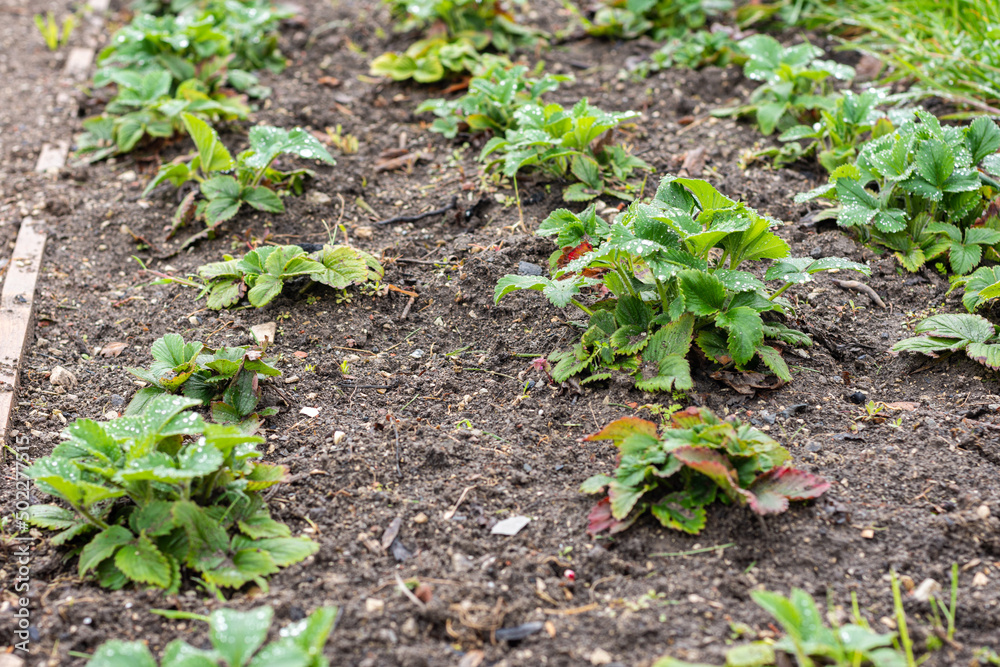 Obraz premium A bed of strawberries in early spring, new leaves are growing
