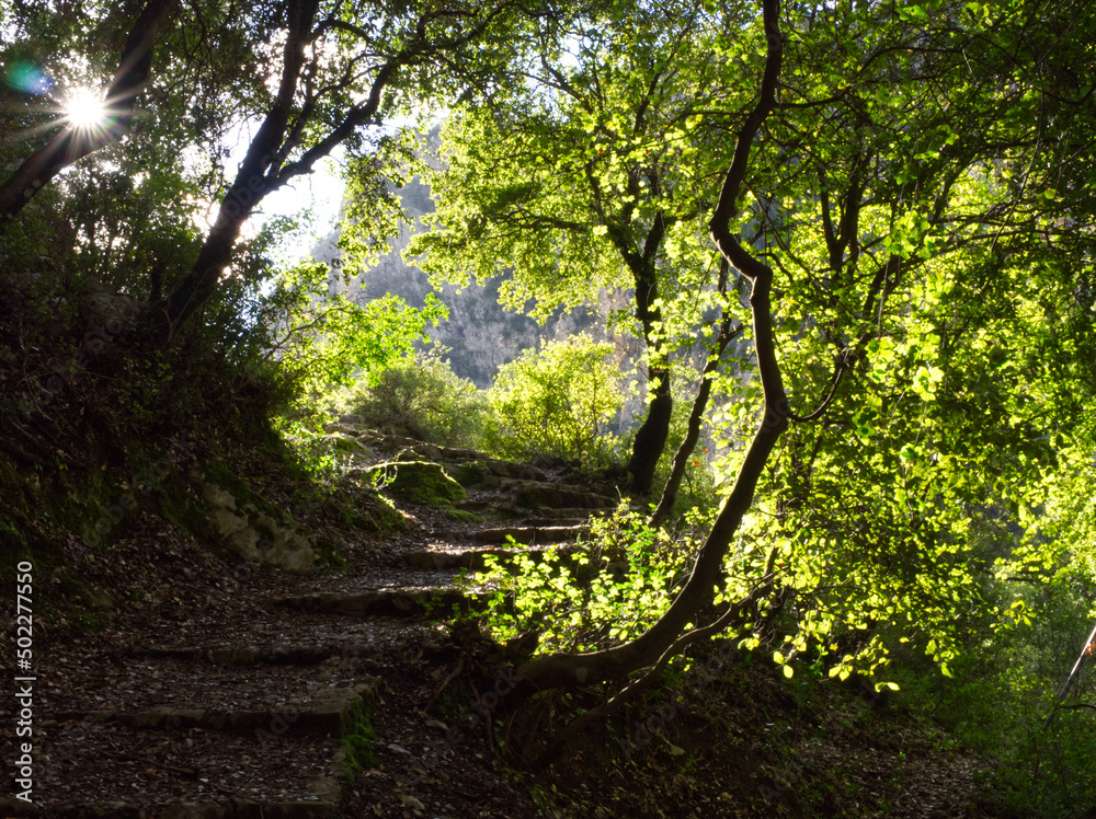 Sunny hiking path within green trees Sunny hiking path within green trees