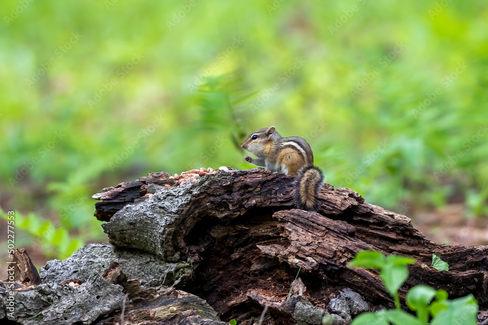 Fototapeta premium The eastern chipmunk (Tamias striatus) in the park.