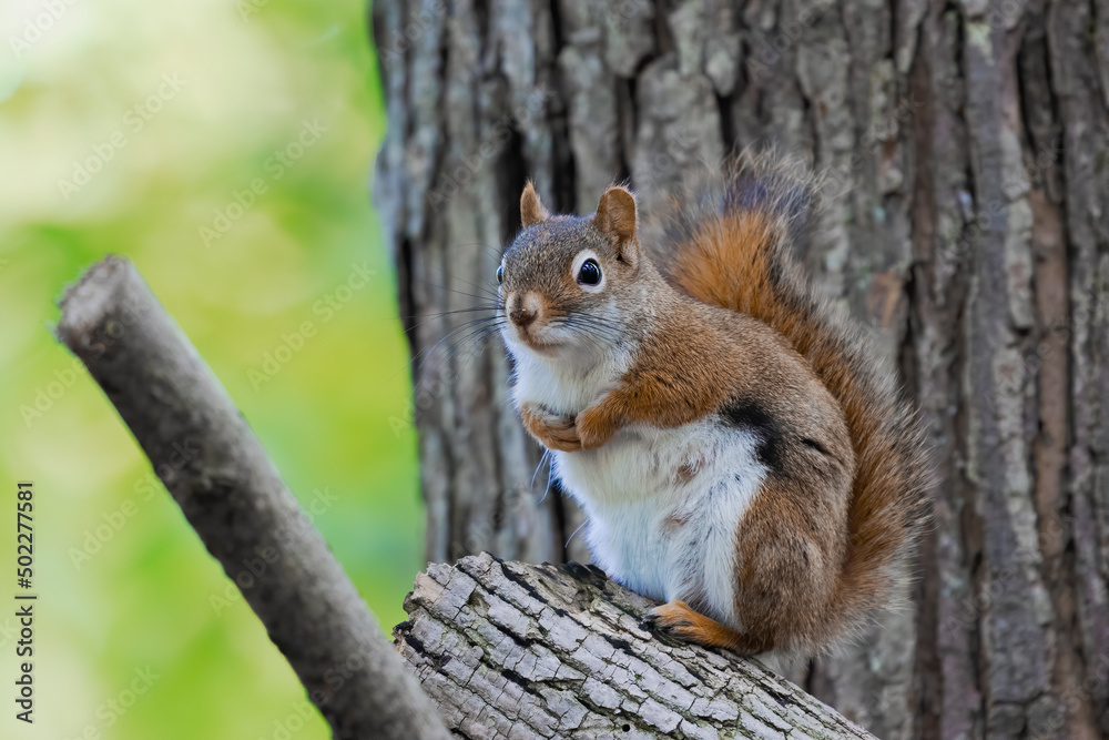 The American red squirrel (Tamiasciurus hudsonicus) in the park