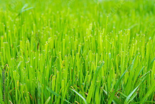Trimmed fresh lawn close up