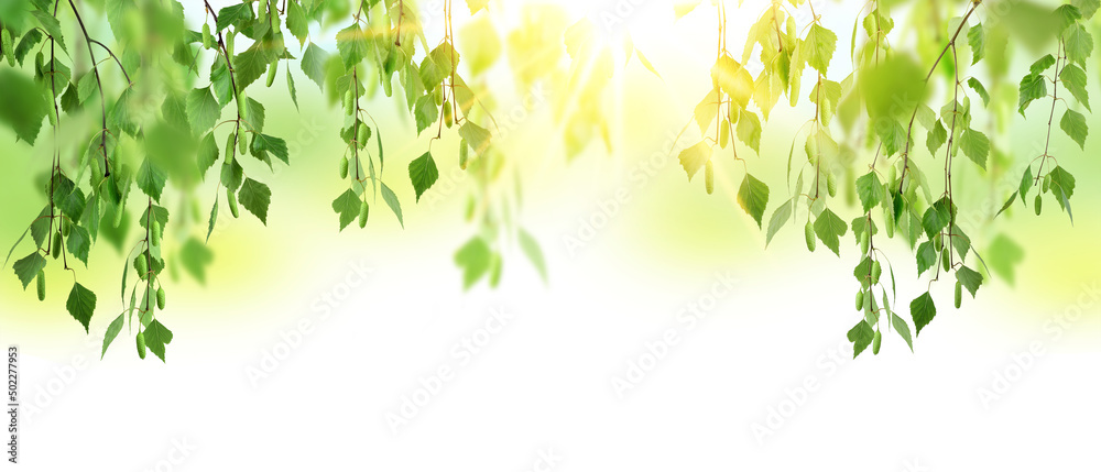 Beautiful summer birch forest. Green young leaves and buds in the rays of dawn. Spring morning in the forest. Sunrise. Beautiful summer birch forest. Green young leaves and buds in the rays of dawn. Spring morning in the forest. Sunrise.