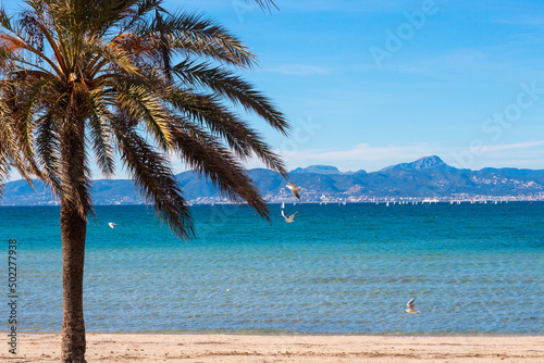 Fototapeta Naklejka Na Ścianę i Meble -  Palm and Mediterranean sea at the beach of Arenal, Majorca, Spain