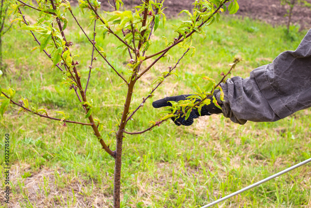 A farmer points a finger at a diseased plant, spraying young fruit trees from parasites and diseases. Garden care A farmer points a finger at a diseased plant, spraying young fruit trees from parasites and diseases. Garden care