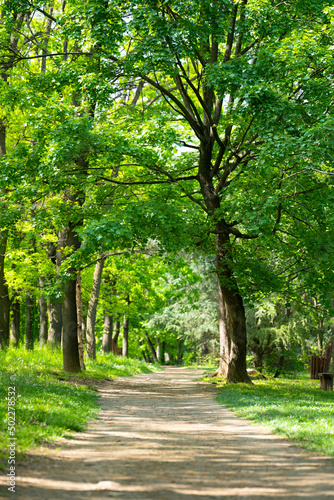 Path through vibrant lush green European deciduous forest. Vertical composition of beautiful oak trees