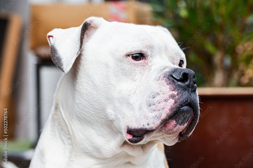 american bulldog portrait von hund american bulldog portrait von hund
