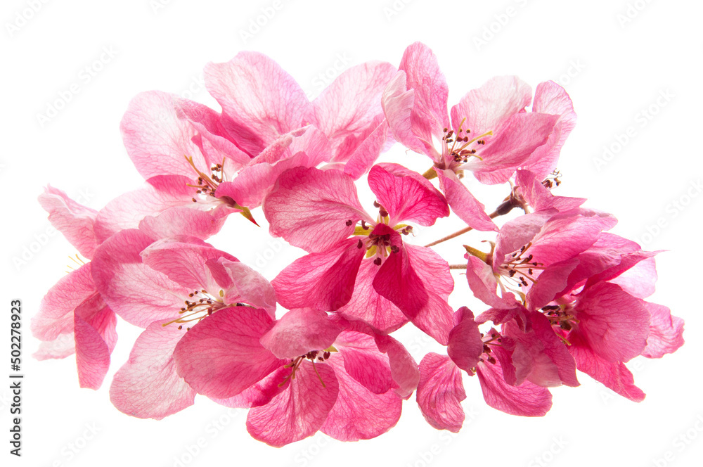 Bouquet of pink cherry tree flowers on a white isolated background close-up