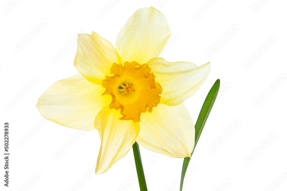 One beautiful white narcissus flowers and bright green leaves close-up on a white isolated background One beautiful white narcissus flowers and bright green leaves close-up on a white isolated background