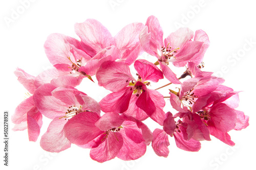 Bouquet of pink cherry tree flowers on a white isolated background close-up