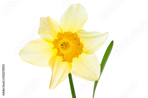 One beautiful white narcissus flowers and bright green leaves close-up on a white isolated background
