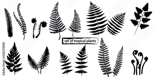 Silhouettes leaves of fern, a large set of tropical plants, all images are isolated, vector graphics photo
