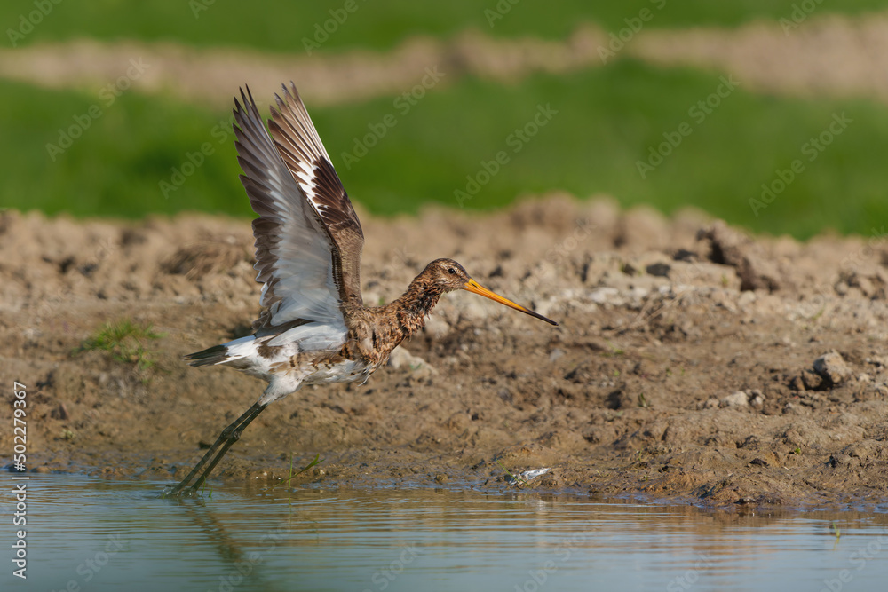 Black-tailed Godwit (Limosa Limosa) taking a bath in a small pool in the meadows in the Netherlands Black-tailed Godwit (Limosa Limosa) taking a bath in a small pool in the meadows in the Netherlands