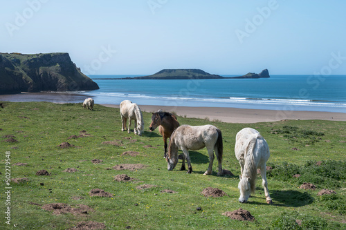 Welsh mountain ponies  grazing above Rhossili beach