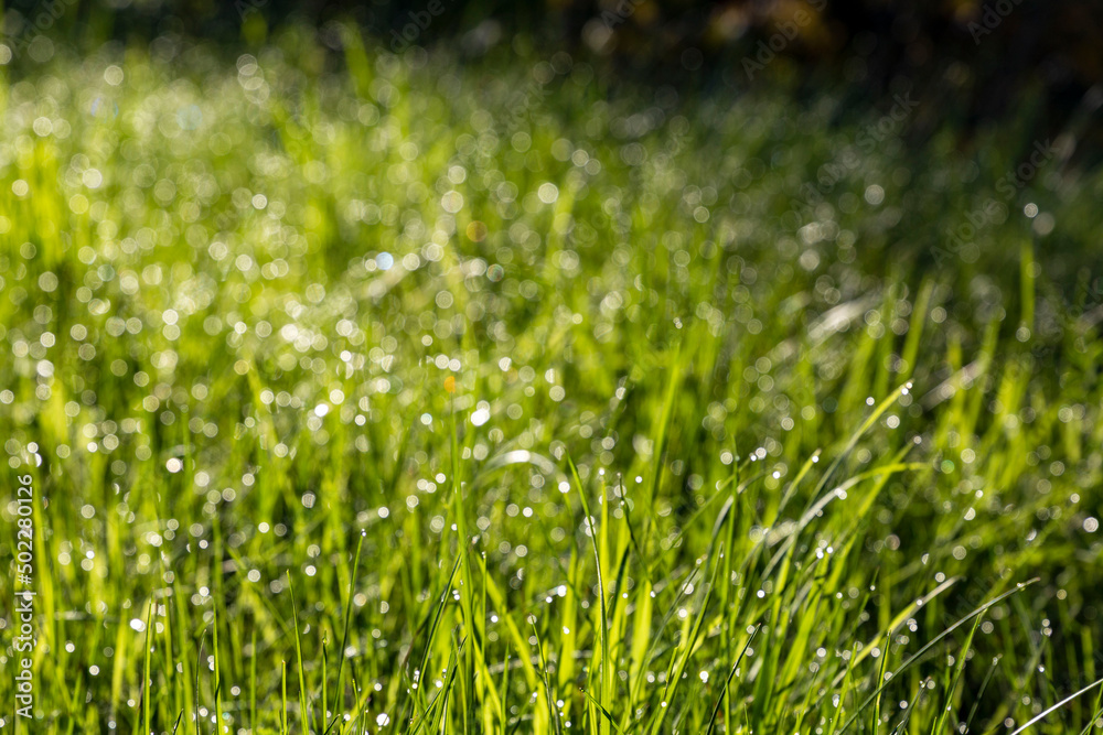 Background of young green spring grass with dew drops
