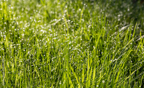 Background of young green spring grass with dew drops