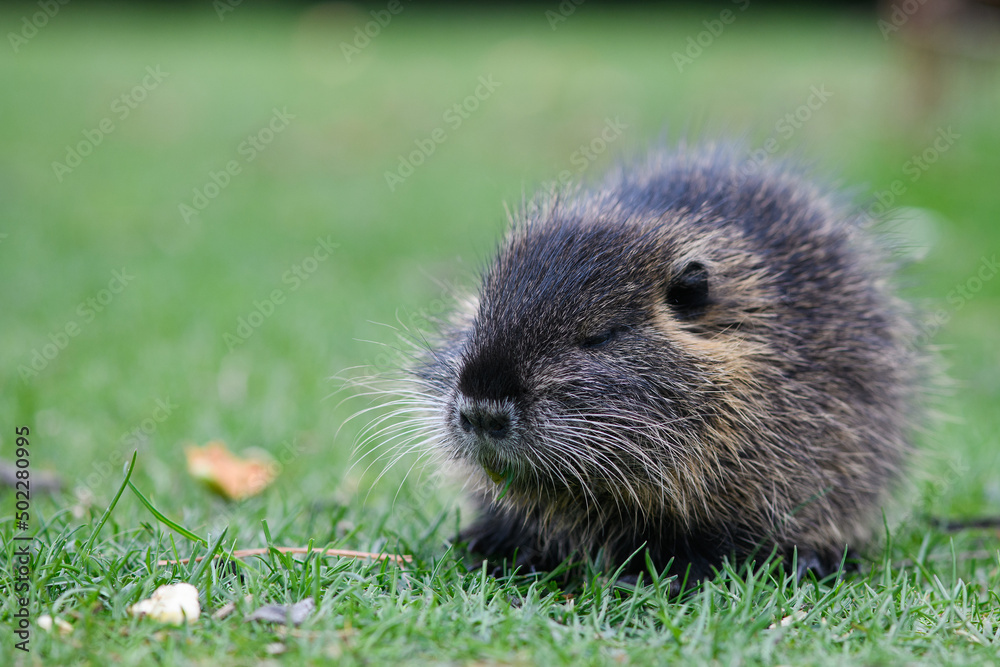 Muskrat eats a piece of carrot sitting on a green lawn in a city park Muskrat eats a piece of carrot sitting on a green lawn in a city park