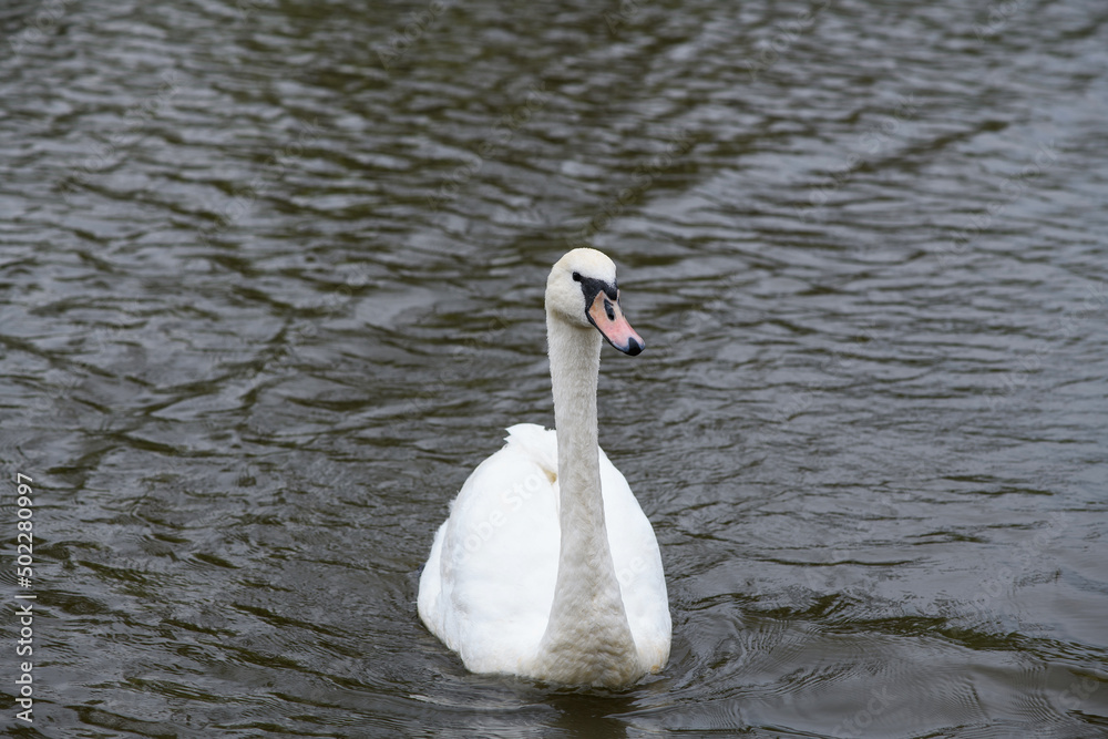 Obraz premium One beautiful white swan swimming in a pond