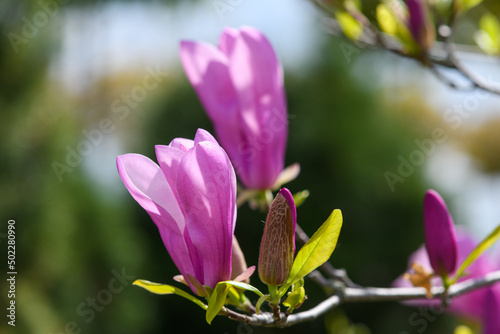 Blooming magnolia tree branch. Blurred background. Close up.