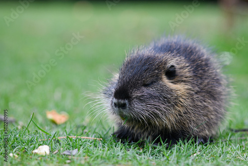 Muskrat eats a piece of carrot sitting on a green lawn in a city park