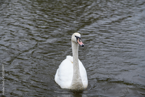 One beautiful white swan swimming in a pond