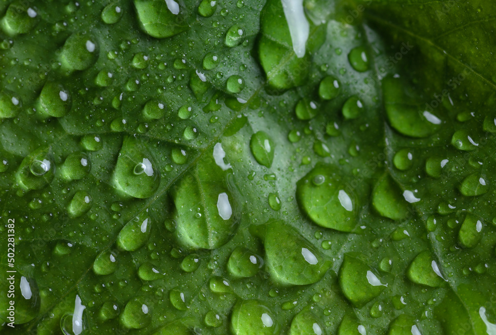 Green leaf with drops of water Green leaf with drops of water