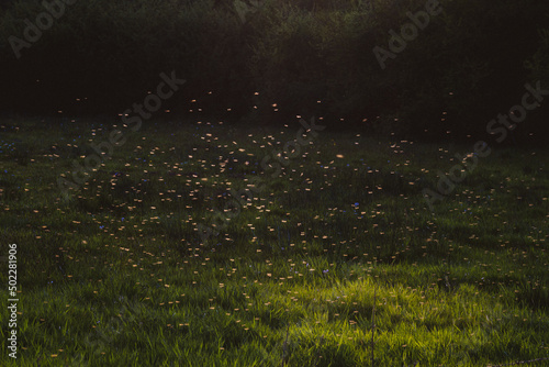 A swarm of mosquitoes in the backlight at sunset in the forest.
