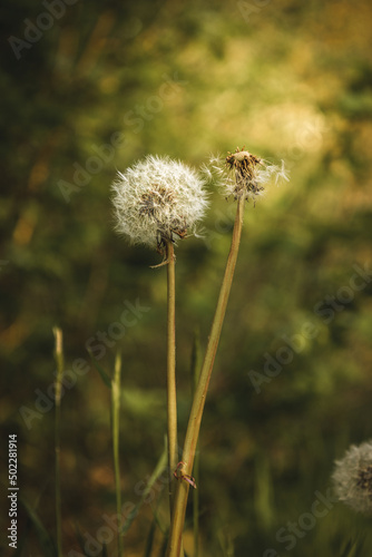 White blowball dandelion flowers close up at the sunset