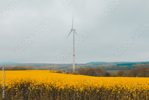 Yellow flowering rapeseed fields. Countryside landscape with a gray sky