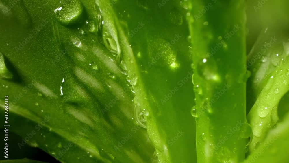 Rosette of aloe vera, drops of dew or rainwater, fresh juicy green plant, wet leaves, raindrops or droplets. Natural medicinal plant for organic cosmetics, alternative medicine, a drop of aloe vera. Rosette of aloe vera, drops of dew or rainwater, fresh juicy green plant, wet leaves, raindrops or droplets. Natural medicinal plant for organic cosmetics, alternative medicine, a drop of aloe vera.