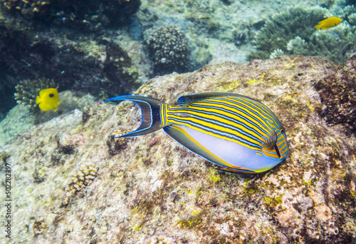 Clown tang on the coral reef in Seychelles