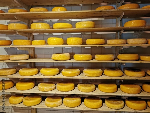 Rows of cheese pieces on wooden shelves in store or at milk factory. Different kinds of cheeses on shelves. Whole pieces of cheese ripen in cellar. Cheese storage.