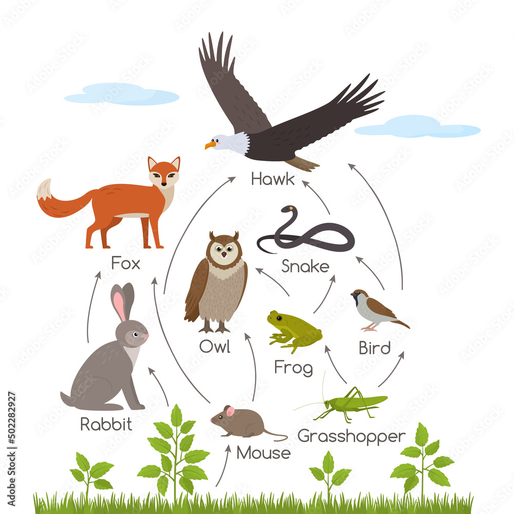 Educational banner for kids about the food chain in the wild. Wildlife ... Biology Diagrams