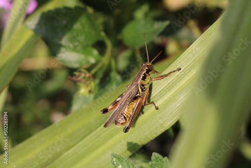 Brown Grasshopper © Samir