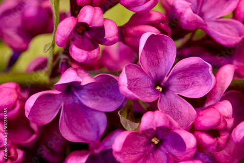 Purple Lilac Floret 01